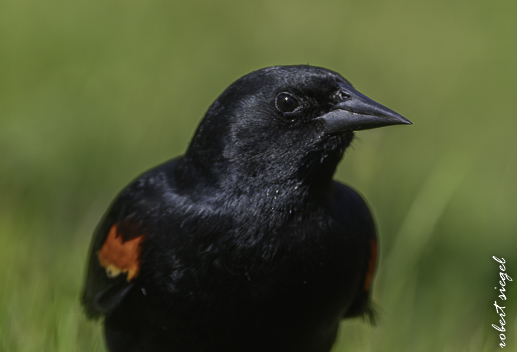 Ed Levin County Park 2026